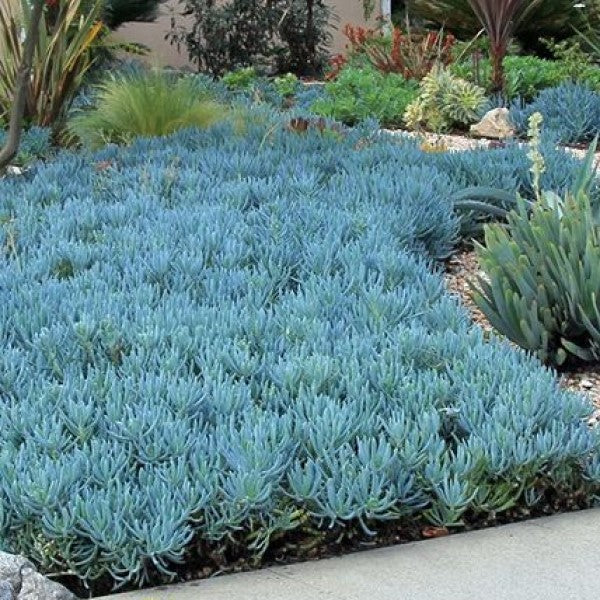 <ul><li><p>succulent</p></li><li><p>1-2’ t, 2-3’ w</p></li><li><p>native to south Africa</p></li><li><p>was in front of Bakar Bio Labs</p></li><li><p>full sun, part shade</p></li><li><p>low water</p></li><li><p>excellent drainage</p></li><li><p>vertical leaves, alternate, green bean like, round cross section</p></li><li><p>blue powdery protective coating</p></li><li><p>compound flowers; creamy yellow/white</p></li><li><p>used for spreading and ground cover</p></li></ul><p></p>