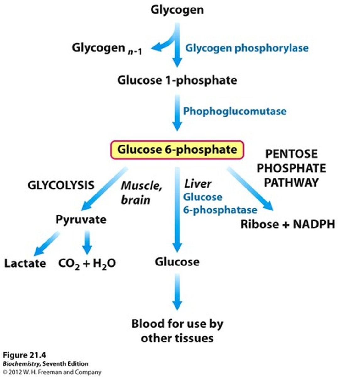 <p>1. can be stored as a polysaccharide or as sucrose</p><p>2. oxidized to 3C compound pyruvate via glycolysis</p><p>3. oxidized to pentoses via pentose phosphate pathway</p>
