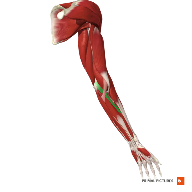 <p>Pronates forearm at radius </p><p>weakly flexes forearm at elbow </p>