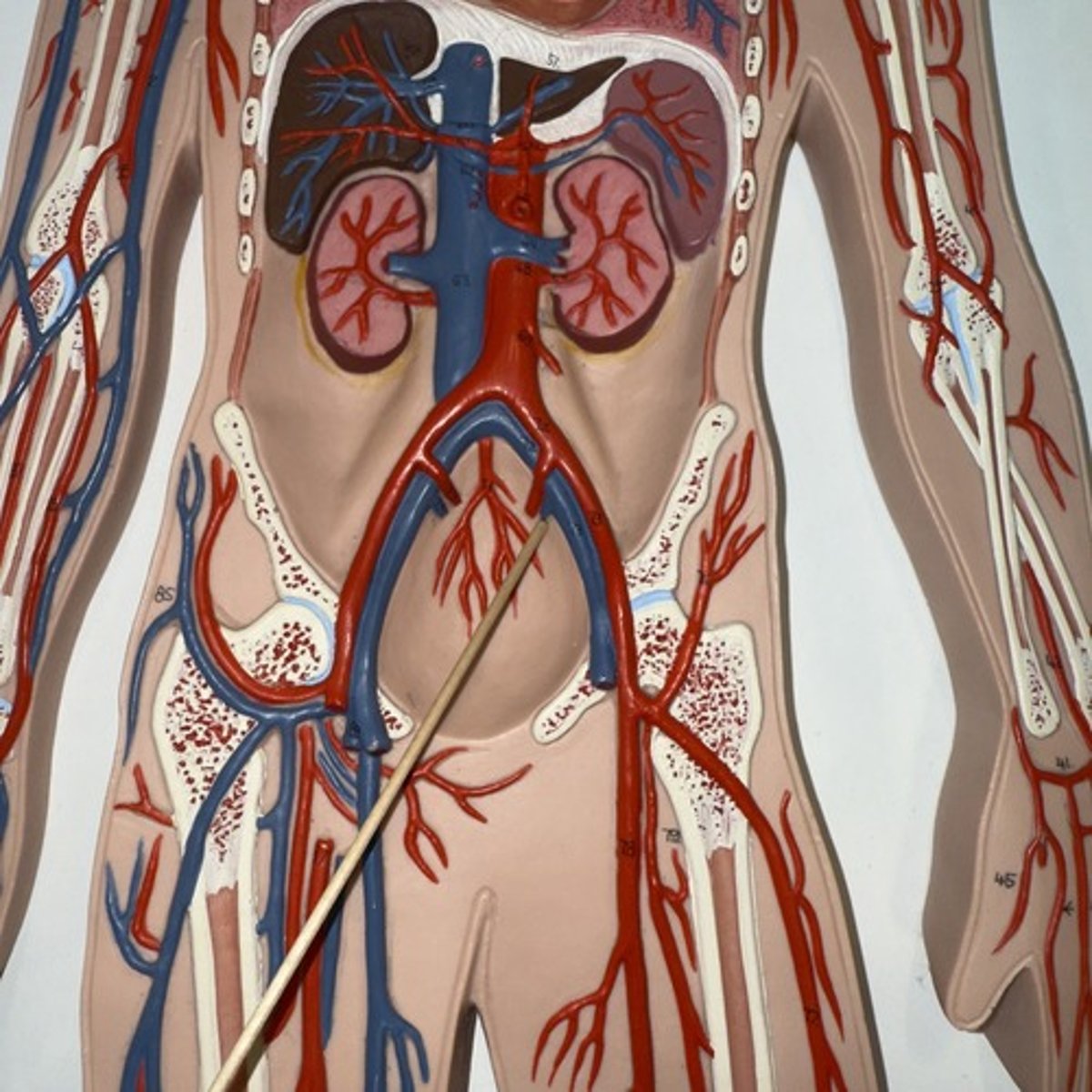 <p>Identify the structure.</p>