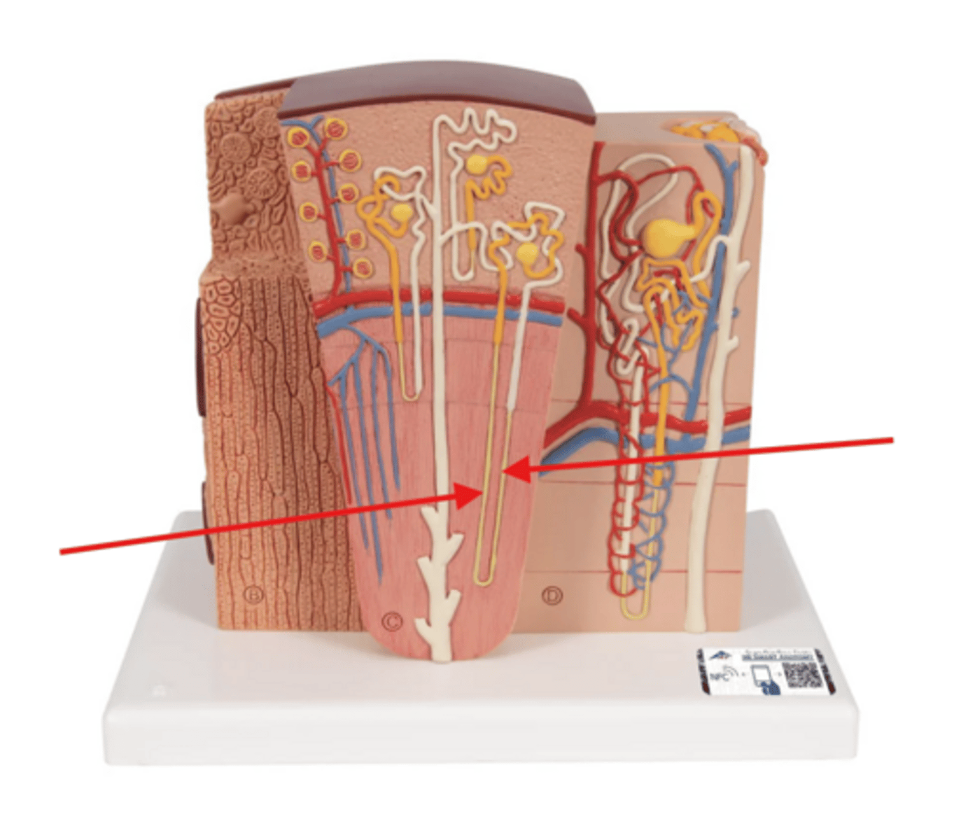 knowt flashcard image