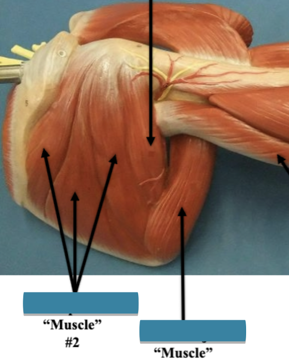 <p>Label muscle #2 </p>