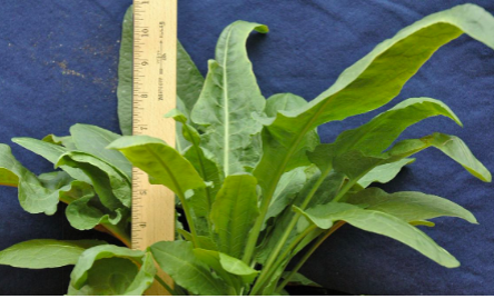 <p>Curly dock&nbsp;(Polygonaceae)</p>