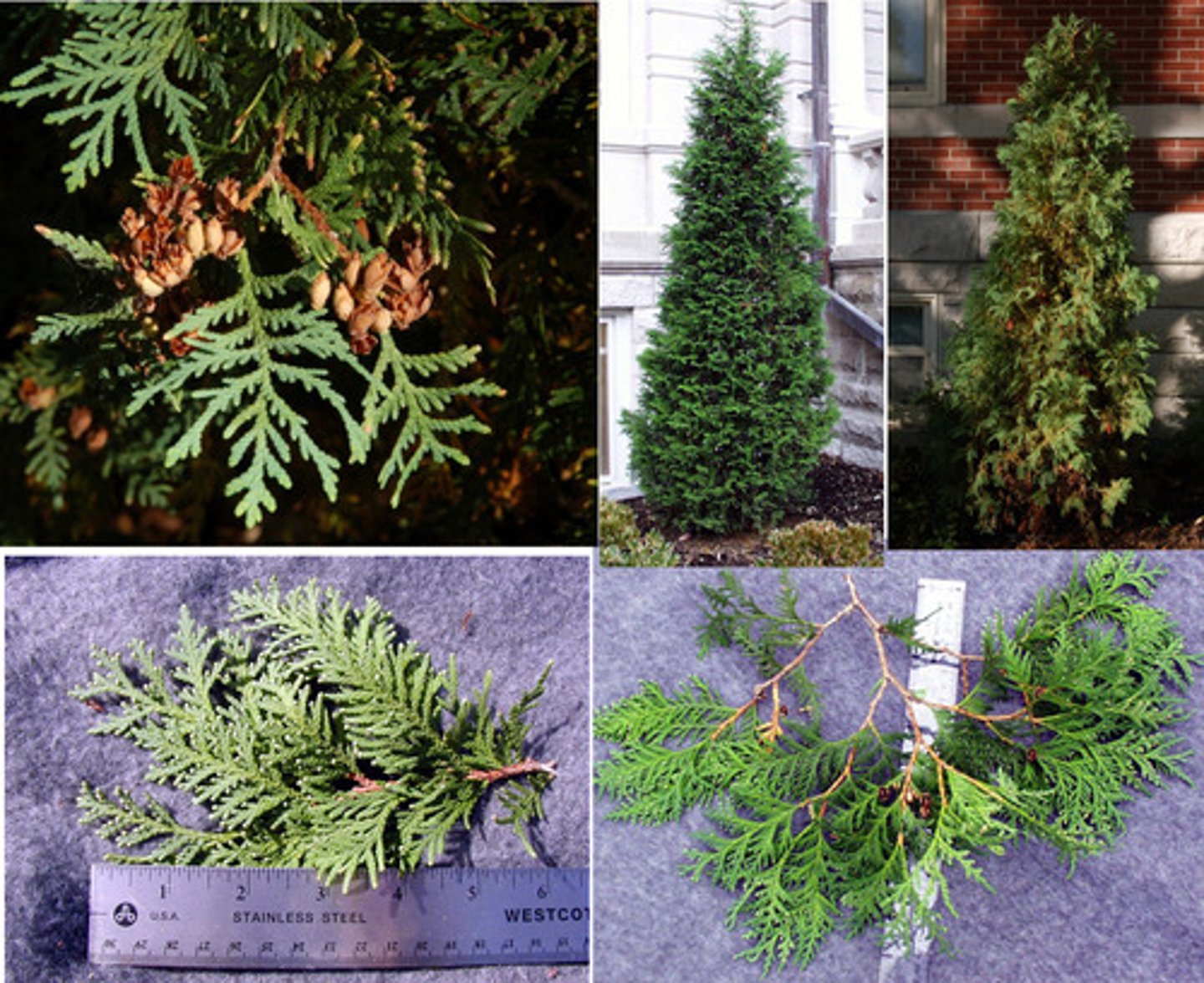 <p>Cupressaceae Thuja occidentalis</p>