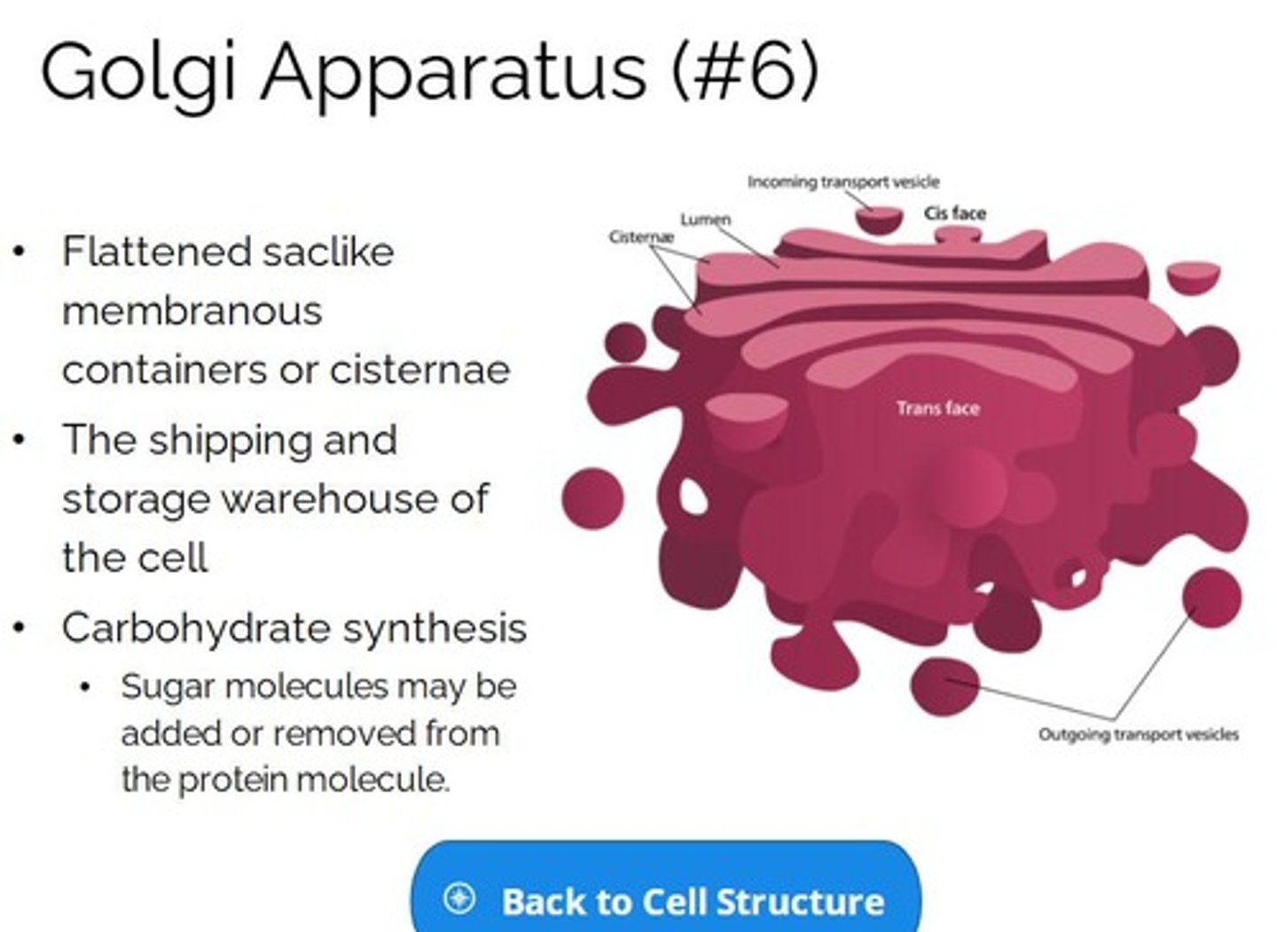 <p>a cytoplasmic organelle that consists of a stack of smooth membranous saccules and associated vesicles and that is active in the modification and transport of proteins.</p>