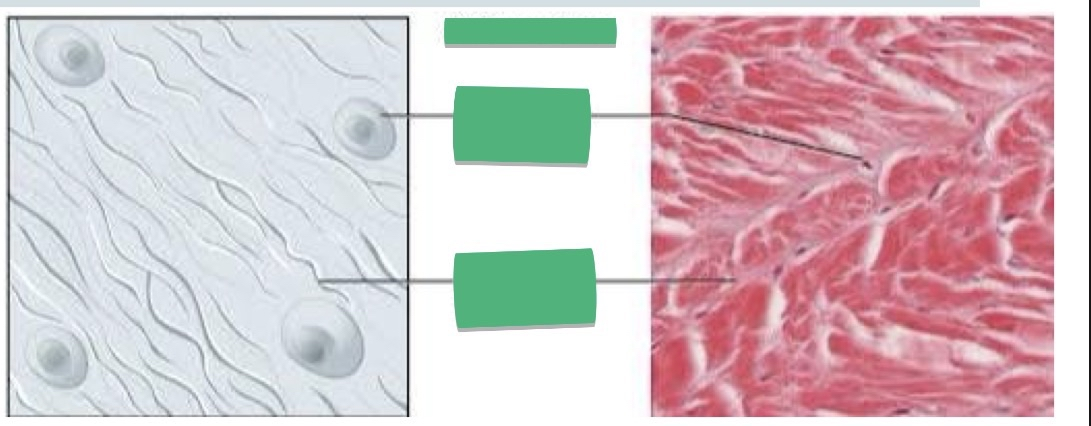 <p>TISSUE: ________</p>