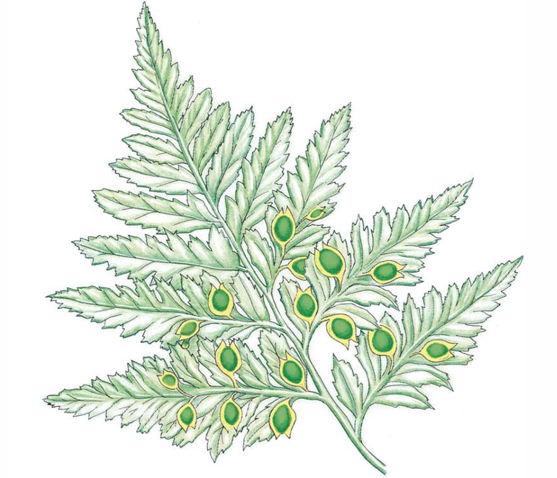 <p>seed fern; produced seeds on fernlike leaves; seed ferns existed from about 360 mya to 250 mya</p>