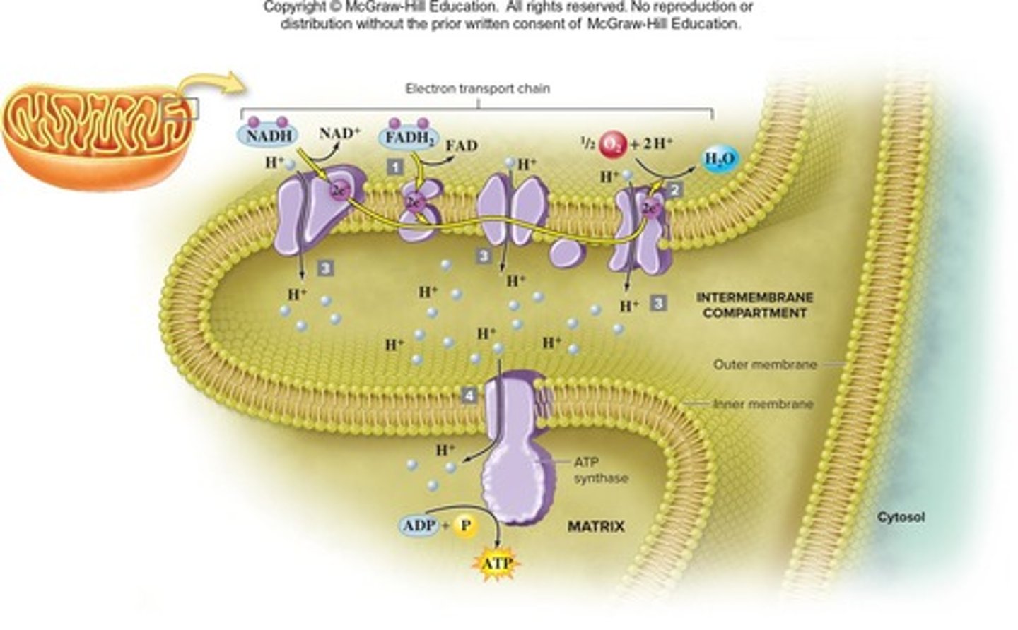 <p>Folded inner membrane of mitochondria, increases surface area.</p>