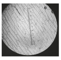 <p>What would happen to these cells if they were transferred to a hypertonic solution?</p>