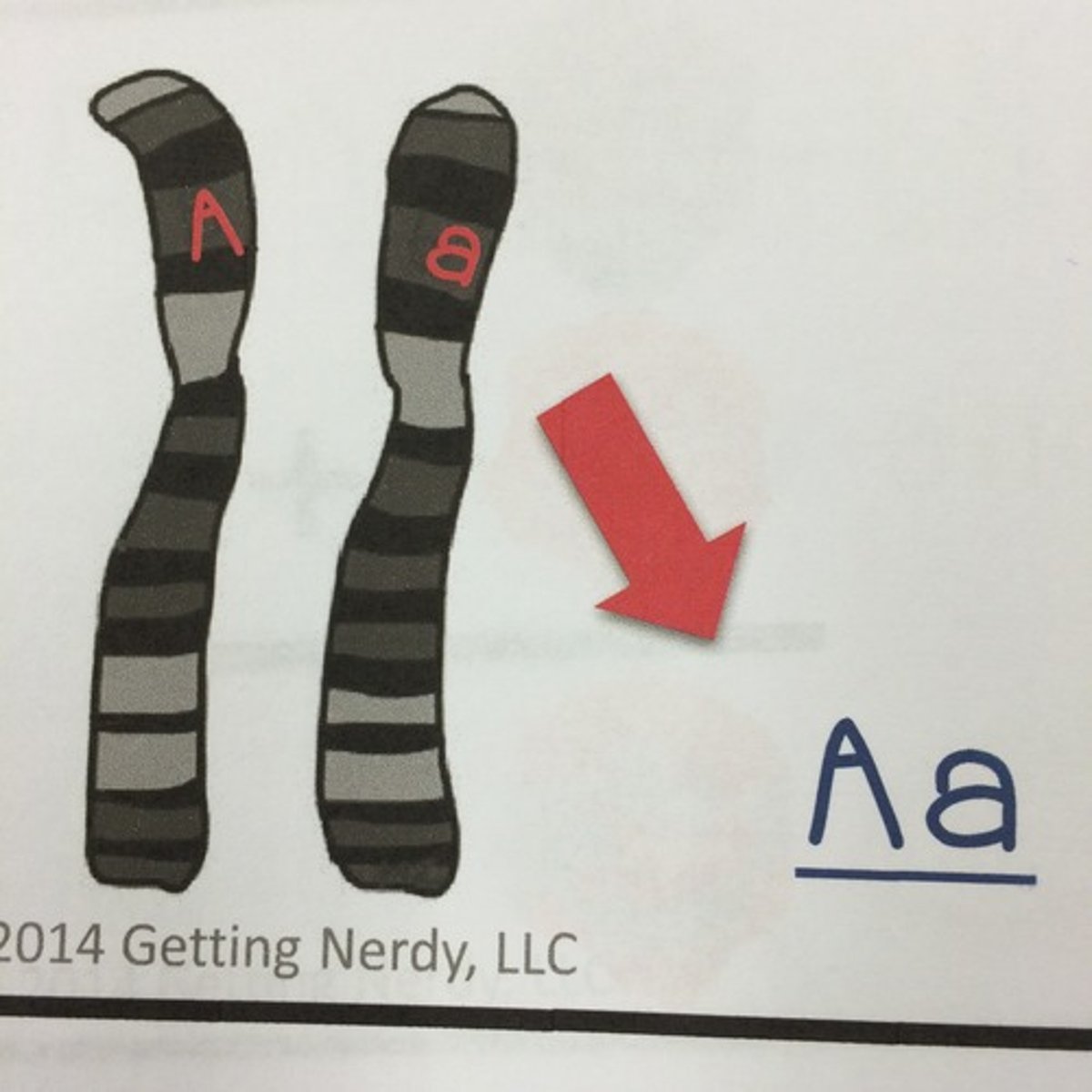 <p>when an individual carries two different alleles for a trait</p>