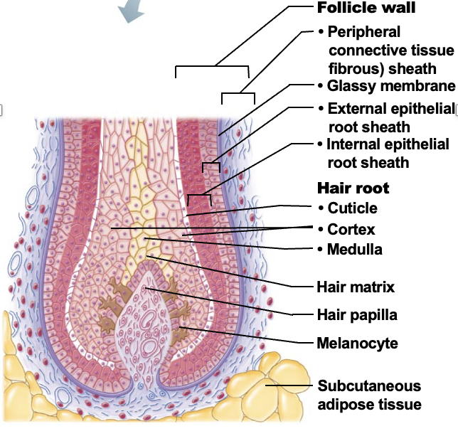<p>A layer of actively dividing epithelial cells located at the top of the hair papilla</p>