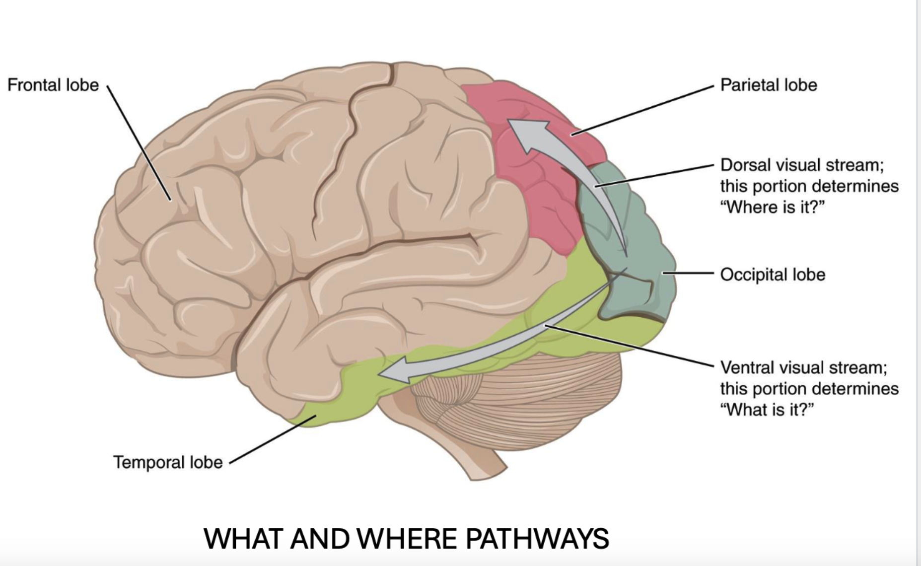 <p>the “what” portion located in the optical lobe going towards the <strong>temporal lobe</strong></p>