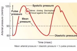 **Systolic pressure - Ventricles contracting**

→ Peak pressure exerted by ejected blood against vessel walls during cardiac systole, averages 120 mmHg

\
**Diastolic pressure - Ventricles relaxing**

→ Minimum pressure in arteries when blood is draining off into vessels downstream, averages 80 mmHg

\
**Pulse Pressure:** Difference in systolic and diastolic blood pressures, imporant to determine mean pressure

\
**Mean arterial pressure:** Average pressure driving blood forward into tissues throughout cardiac cycle 

→ Mean arterial pressure = diastolic pressure + ⅓ pulse pressure

→ We are mainly in diastolic pressure than systolic pressure 
