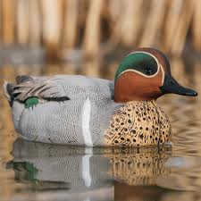 <p>large fast flocks, shallow ponds, seed eaters</p>