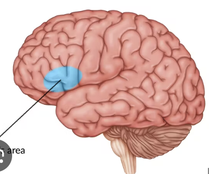 <p>inferior frontal gyrus; contributes to motor speech and word production</p>