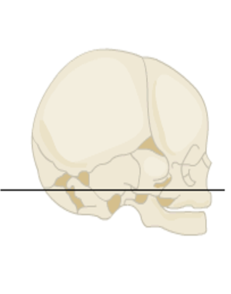 <p>outline the skull at birth</p>