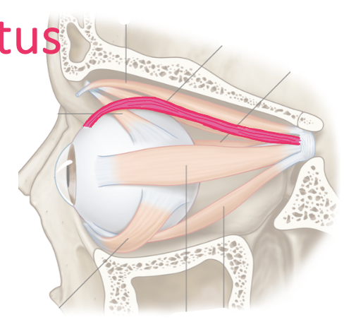 <p><span>List their attachments, their function, and innervation: Superior Rectus</span></p>