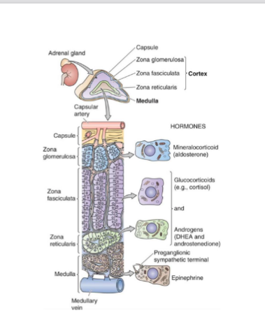 <ul><li><p><span><strong>Zona Glomerulosa(top layer)</strong></span><br><span>• Produces and secrete<strong>s mineralocorticoids (aldosterone)</strong></span><br><span>• Maintains<strong> blood volume and pressure</strong></span><strong><br></strong><span>• <strong>Reduces urine production and sodium excretion</strong></span></p></li><li><p><span><strong>• Zona Fasciculata(middle and thickest layer)</strong></span><br><span>• Produces and secretes glucocorticoids<strong> (cortisol)</strong></span></p></li><li><p><span><strong>• Zona Reticularis(bottom layer)</strong></span><strong><br></strong><span><strong>• Produces and secretes sex-steroid hormone precursors</strong>(DHEA and androstenedione)</span><br><span>•<strong> Converted to testosterone in peripheral tissues </strong>(liver, muscle, gonads if present/active)</span></p></li></ul><p></p>