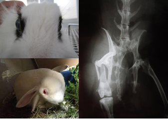 <p>Gut stasis - fluids, analgesia, prokinetics (metoclopramide), feeding, supportive care</p><p>Trauma - fractures, bite wounds</p><p>Respiratory - URT, pneumonia, heart disease, neoplasia</p><p>Neuro - seizures, paresis/paralysis, sudden and progressive head tilt</p><p>Haematuria with straining</p><p>Sudden blepharospasm, buphthalmia, or exophthalmia</p><p>Flystrike</p>