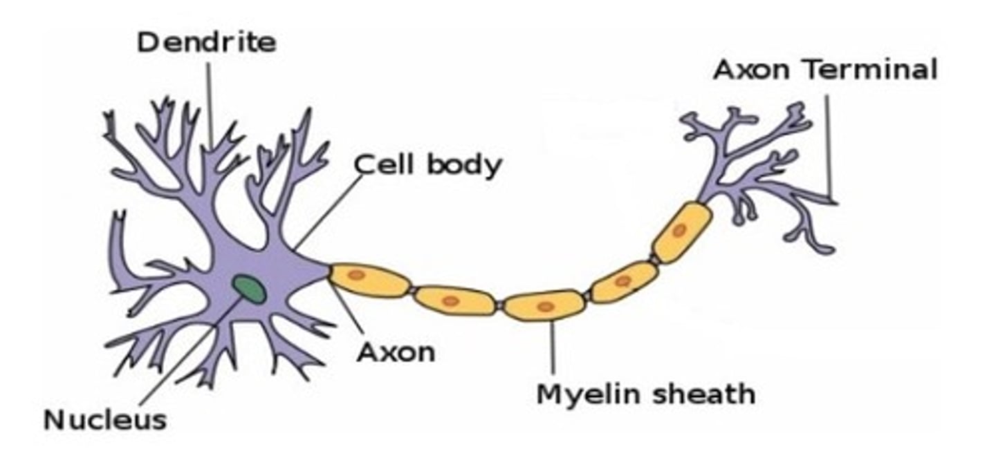 <p><strong>NEURONES</strong></p>