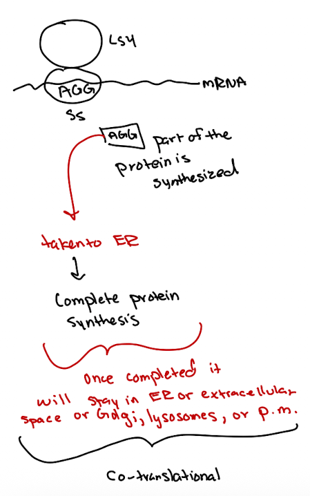 <ul><li><p>part of protein is synthesized </p></li><li><p>taken to ER to complete synthesis</p></li><li><p>Sorted to ER, Golgi, lysosomes, plasma membrane, or secreted into extracellular space</p></li></ul><p></p>