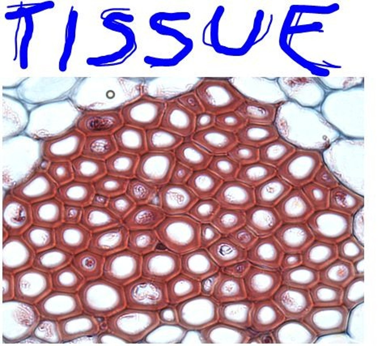 <p>tissue</p>