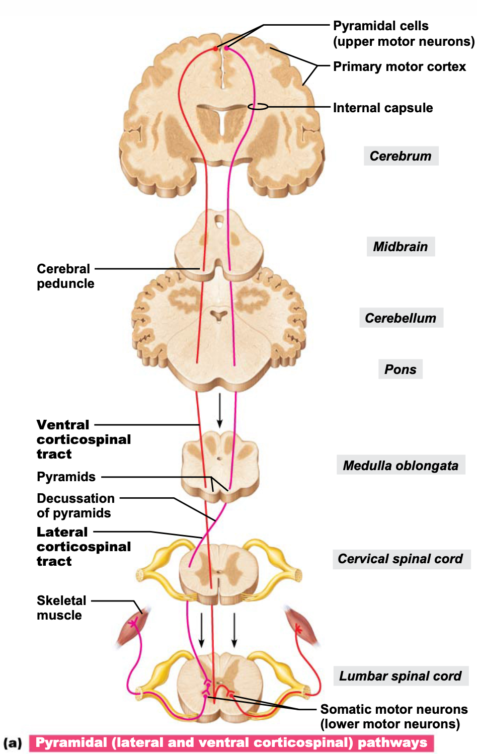 direct (pyramidal) pathways