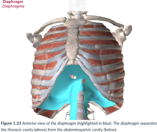 <p>a dome-shaped muscle that is vital to the breathing mechanism.</p><p>divides the thoracic cavity from the abdominopelvic cavity</p>