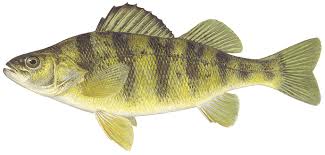 <p>Perch is a type of freshwater fish meaning it habits the oceans, seas and inlets commonly found in North America, known for its distinctive green and yellow stripes, and popular among anglers for its fight and taste. </p>