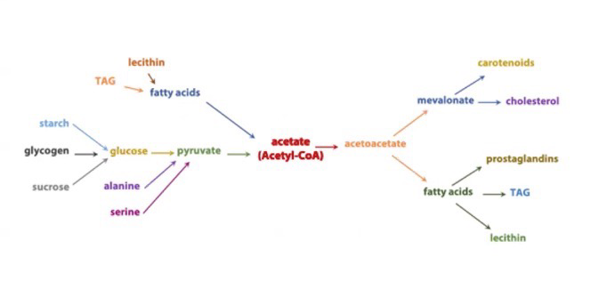 <p>Acetate (Acetyl-CoA)</p>