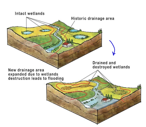 <p>draining wetlands alongside other changes will alter the natural drainage area to be larger and encompass a larger area etc</p><p>storage decreases which increases runoff</p>