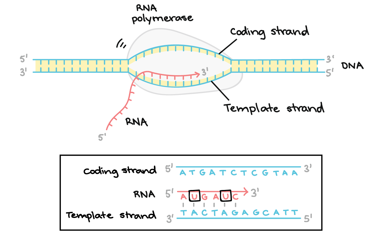 <p>the process of making an RNA copy of a DNA sequence</p><ul><li><p>occurs in nucleus (cytoplasm for prokaryotes)</p></li><li><p>mRNA copy of a gene is made using DNA as template</p></li></ul><p>process:</p><ol><li><p>RNA polymerase attaches to DNA at desired gene &amp; separates strand to expose the nucleotides in that region (replication bubble - only this section is pulled apart)</p></li><li><p>one strand is used as a template to make mRNA strand identical to other strand through complementary base pairings (A-U, G-C)</p></li><li><p>free floating nucleotides pair with their complementary bases on the template strand (non-coding strand), strand not used is non-template or coding strand</p><ul><li><p>RNA polymerase sticks nucleotides together, adds one RNA nucleotide at a time until whole strand of mRNA is formed</p></li><li><p>As this happens, the DNA strands rejoin so the bases aren’t left exposed</p></li></ul></li><li><p>RNA polymerase reaches a series of bases where hairpin structure will form and transcription is terminated, lets go of the DNA strand → stop codon</p></li><li><p><mark data-color="green">mRNA production complete for prokaryotes</mark></p></li><li><p>In eukaryotes, introns (don’t code for proteins) are spliced out of the strand and exons (code for proteins, want to leave) are stuck together to form the final mRNA strand</p></li><li><p>mRNA molecules leave the nucleus and enter the cytoplasm through a nuclear pore</p></li></ol>