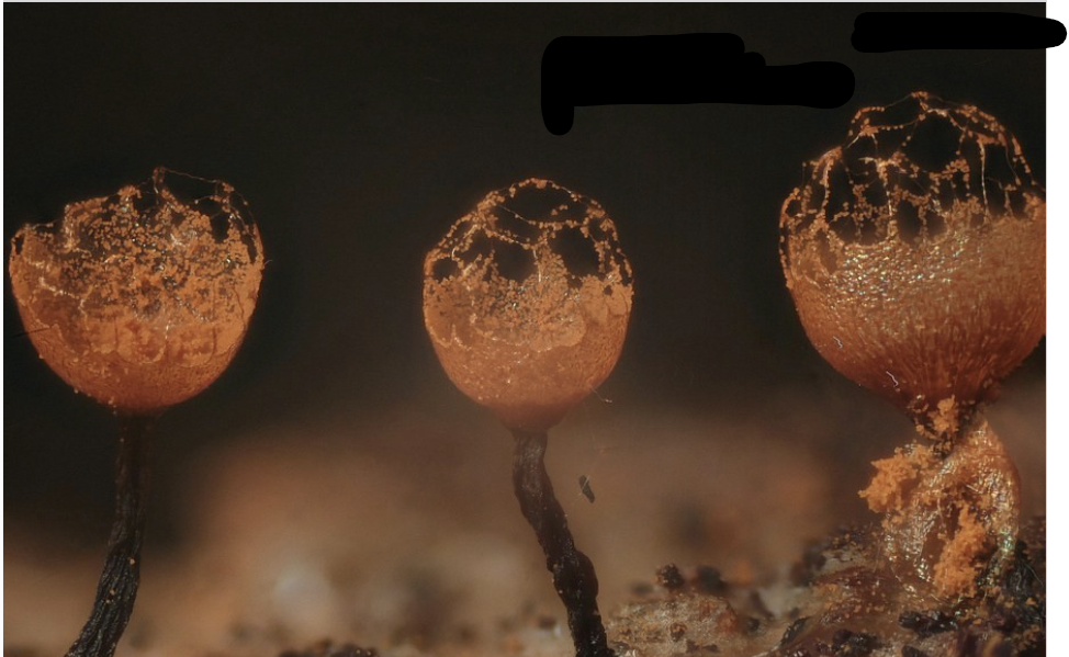 <p>Cribraria rufa</p>