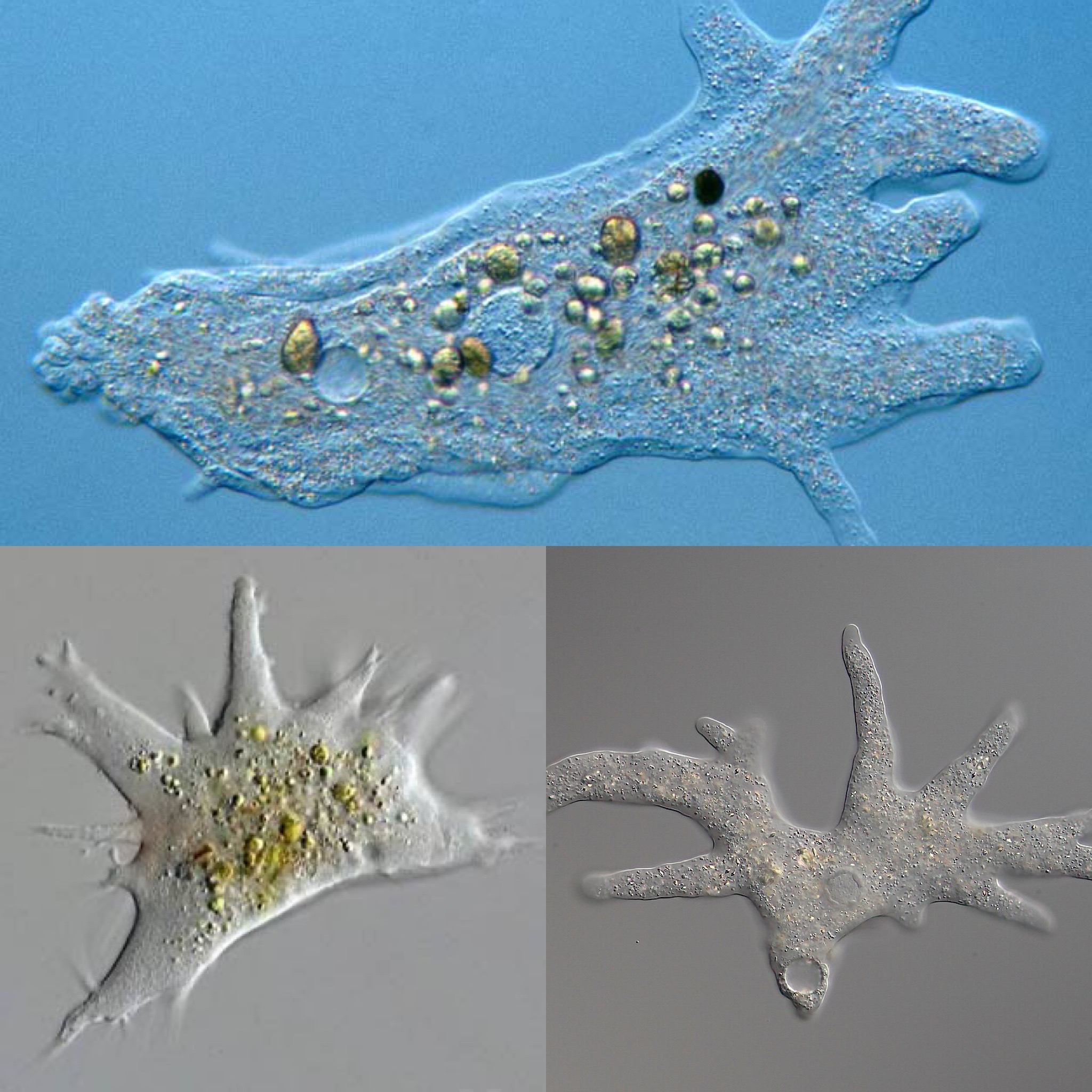 <p>Identify Domain, Major Clade, Kingdom? Clade, Group?, Genus?</p>