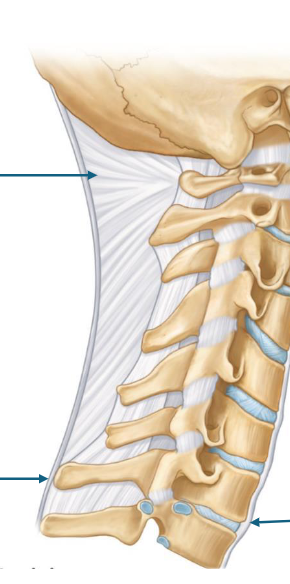 <p>top to bottom </p>