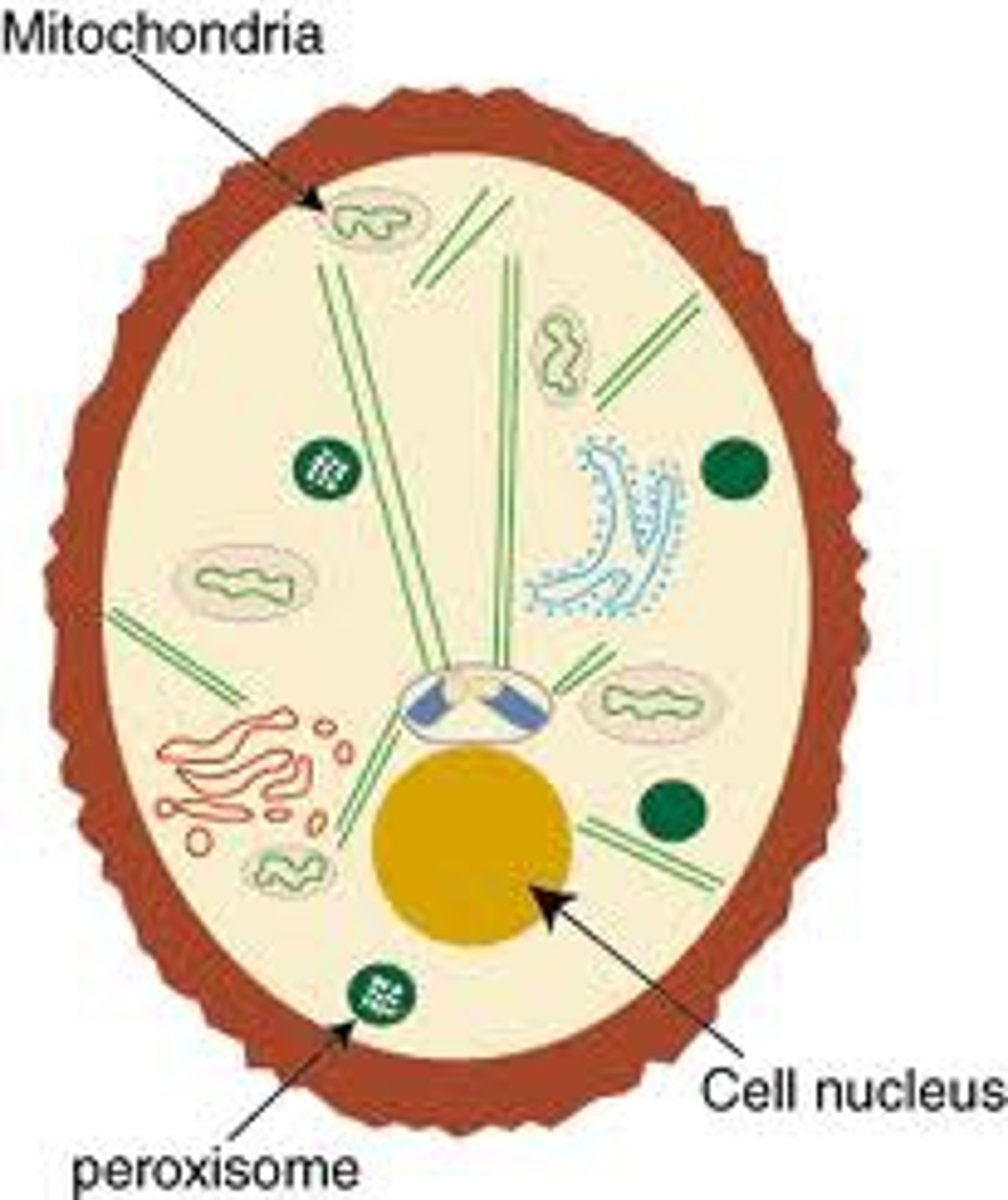 <p>vesicles with enzymes to break form fatty acids (lipids), amino acids (proteins), and alcohol (toxin)</p>