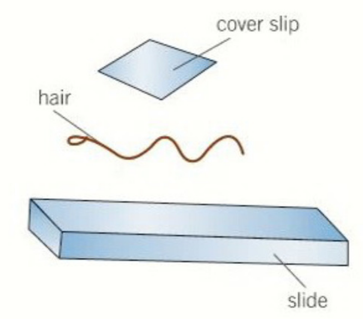 <ul><li><p>solid specimens viewed whole / in thin slices (sectioning)</p></li><li><p>specimen on centre of slide with cover slip</p></li><li><p>examples include hair, pollen, muscle tissue, plants</p></li></ul><p></p>