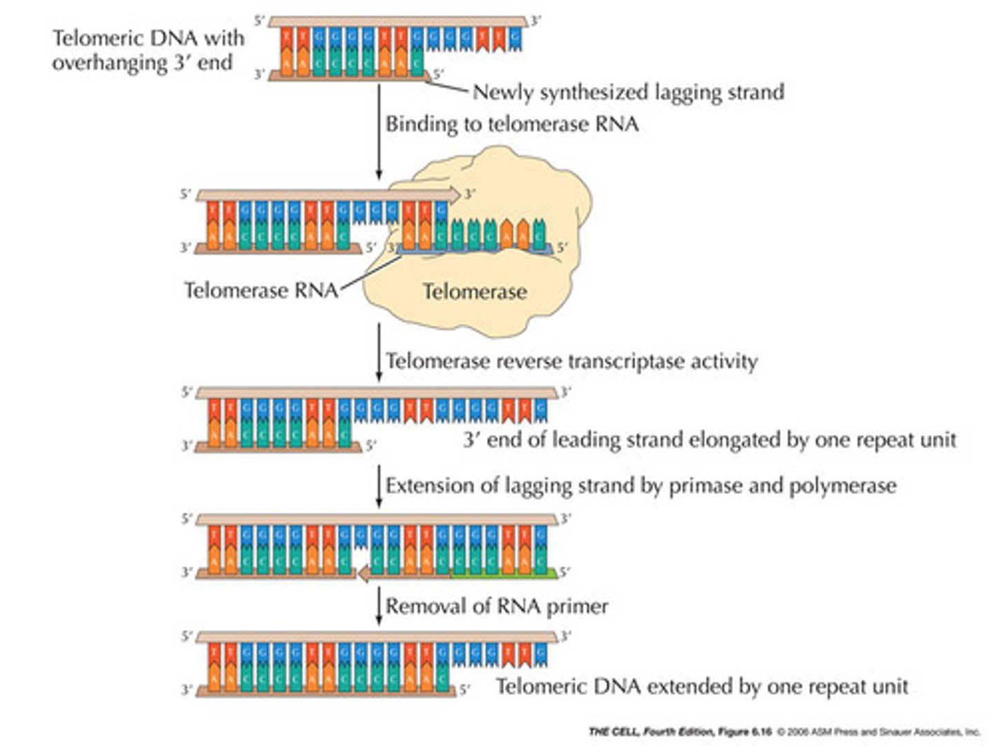 <p>Stem cells have a special protein called Telomerase, which will extend the telomeres after each round of DNA replication.</p>