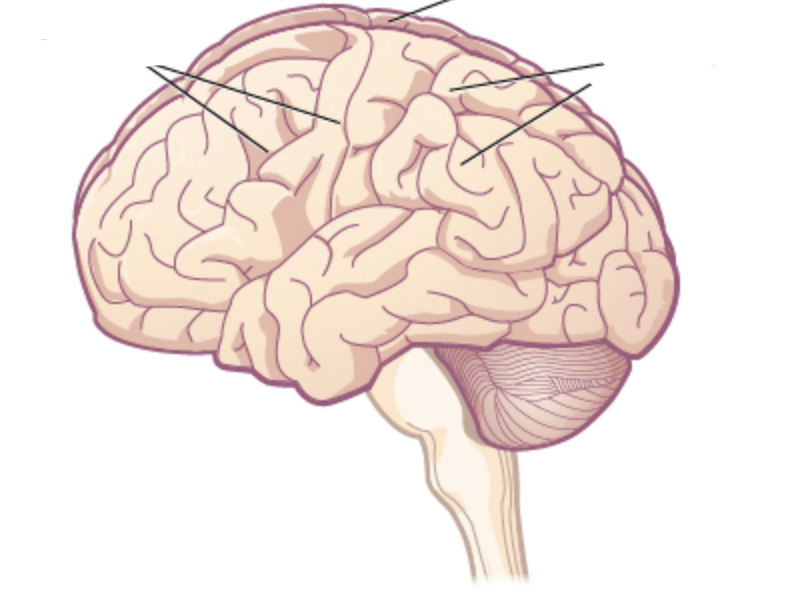 <p>what are the markings of the cerebral hemisphere?</p>