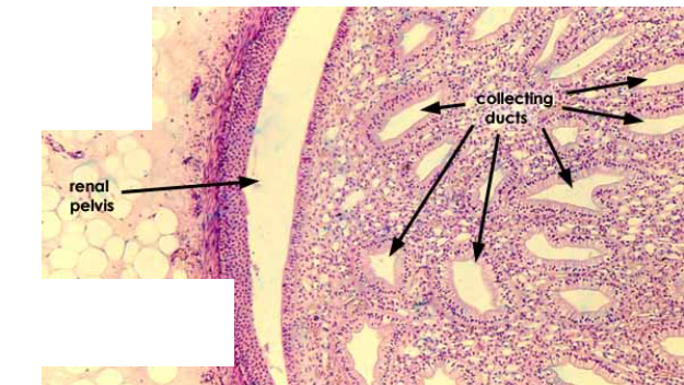 <p>Renal pelvis, collecting duct </p>