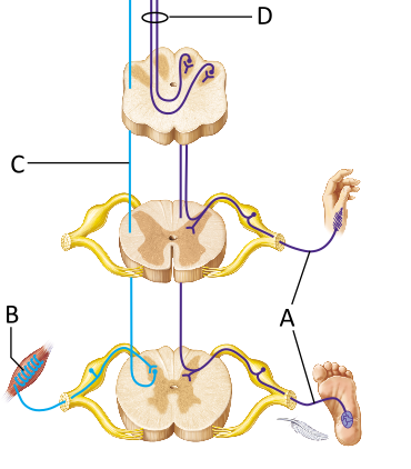 <p>Which of the following describes the neuron indicated by the letter A?</p><p></p><p>first-order sensory neuron</p><p>second-order sensory neuron</p><p>third-order sensory neuron</p>