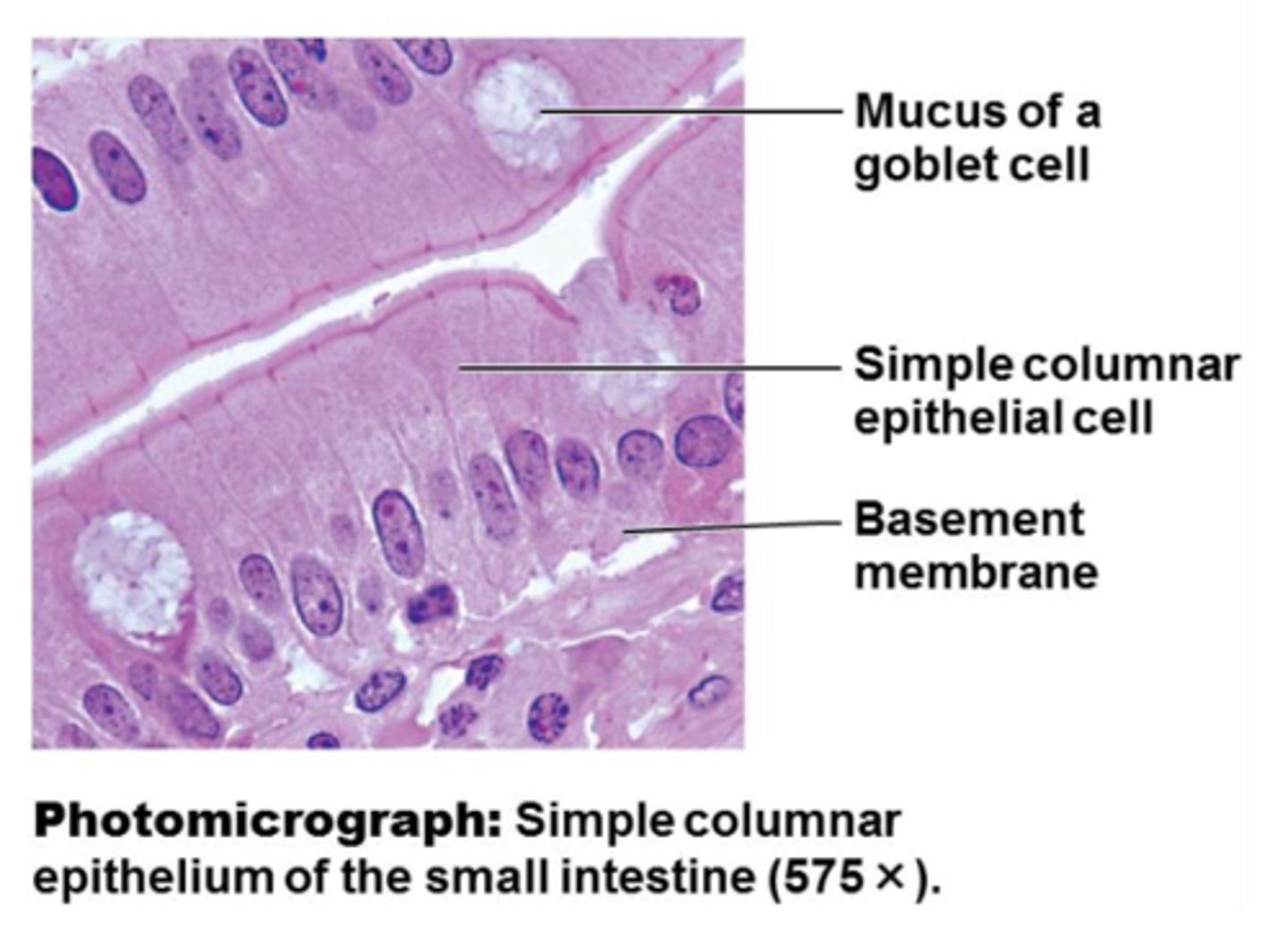 <p>single layer of tall cells</p>