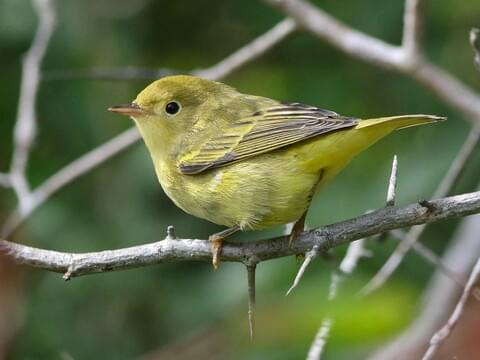 <p><span style="color: rgb(159, 156, 156);"><em>Yellow </em></span>Warbler</p><p><span style="color: rgb(162, 159, 159);">(female pictured here) </span></p><p><span style="color: rgb(162, 159, 159);">aka Mangrove Warbler</span></p>