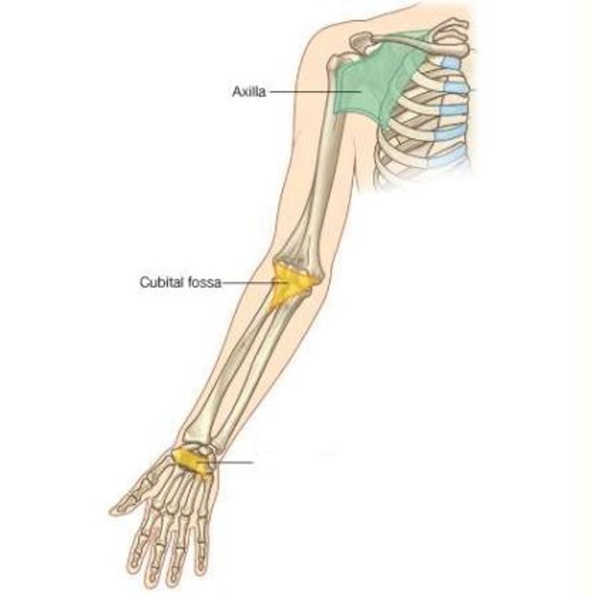 <p>Carpal tunnel</p>