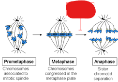 <p>The point at which checking is done by a cell. This point is during metaphase and right before anaphase in order to ensure all chromosomes are on the metaphase plate with kinetochores attached to microtubules.</p><p>This checkpoint checks for<br>Chromosome attachment to spindle at metaphase plate</p>