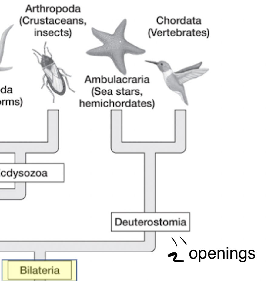 <ul><li><p>eumetazoa → bilateria → ______</p></li><li><p>hollow nerve cord&nbsp;</p></li><li><p>“mouth second” → anus develops from blastopore as first opening, mouth forms later</p></li><li><p><strong>ambulacraria</strong>&nbsp;(echinoderms + hemichordates) + <strong>chordates</strong>&nbsp;(cephalochordates, urochordates + vertebrates)</p></li></ul><p></p>