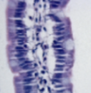 <p>What tissue type does this image depict?</p>