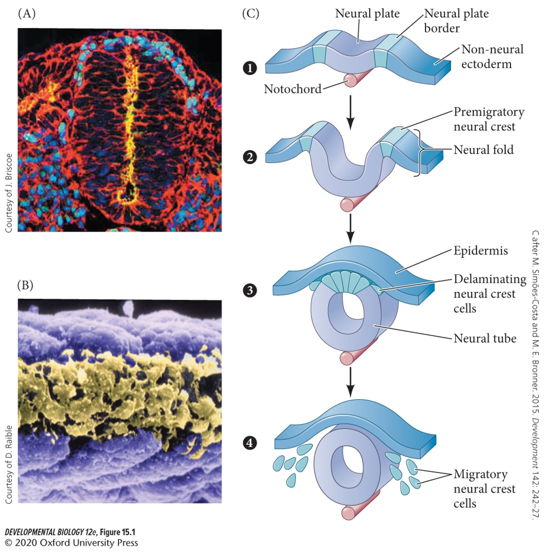 Dorsal region of the neural tube (below neural crest tissue).
