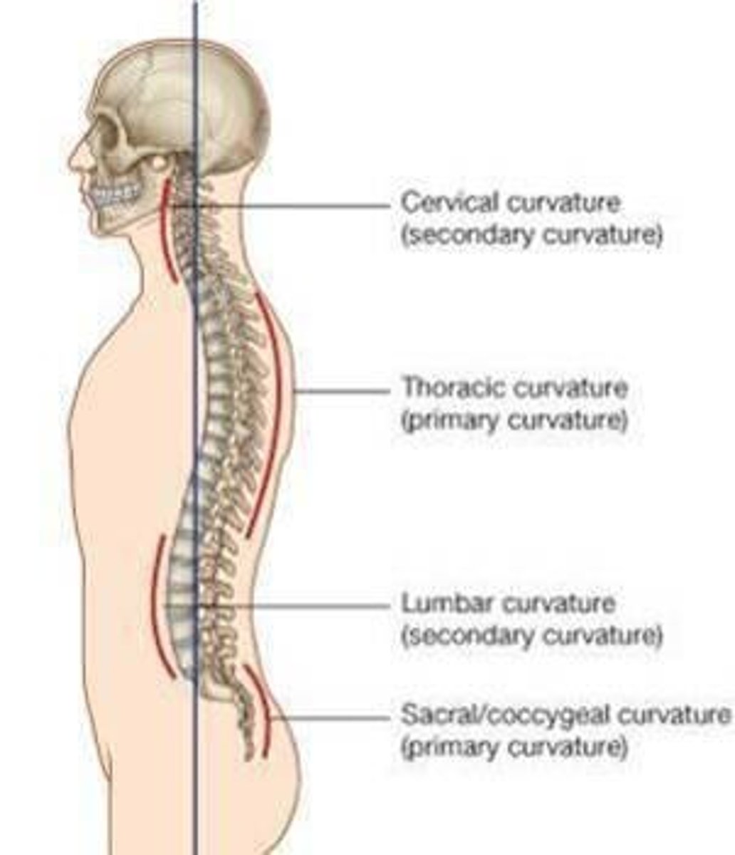 <p>develop after birth (cervical & lumbar curvatures)</p>