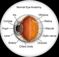 <p>The opening in the center of the iris that allows light to enter the eye.</p>